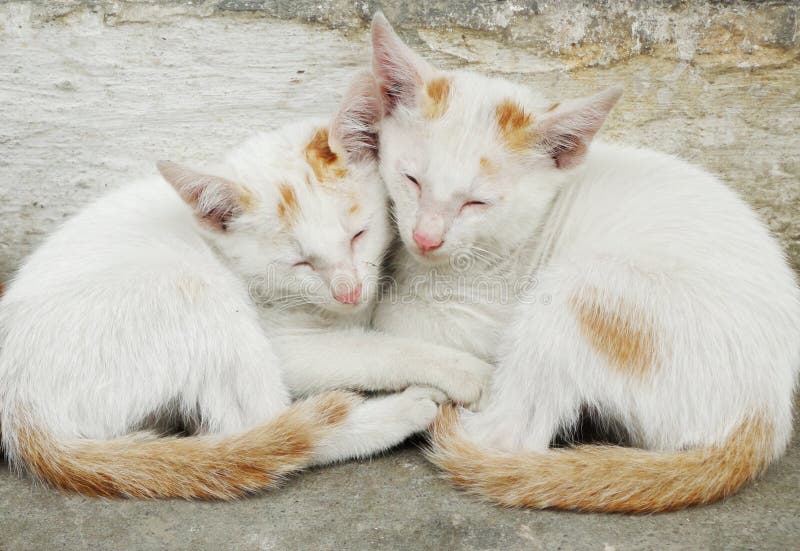 Best kitty stock image. Image of cute, together, unique 45795609
