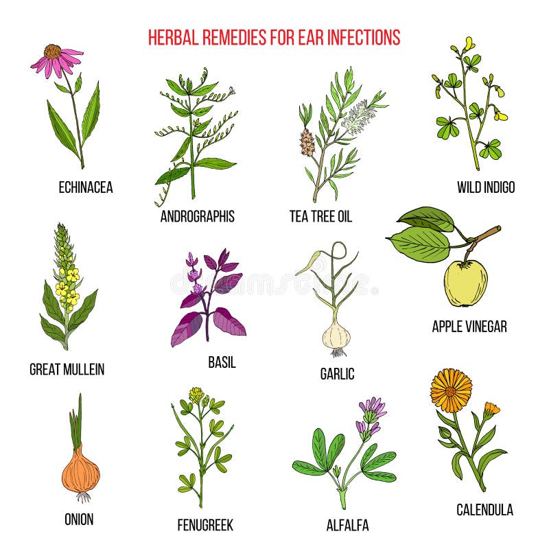 Best Medicinal Herbs for Ear Infections Stock Vector Illustration of