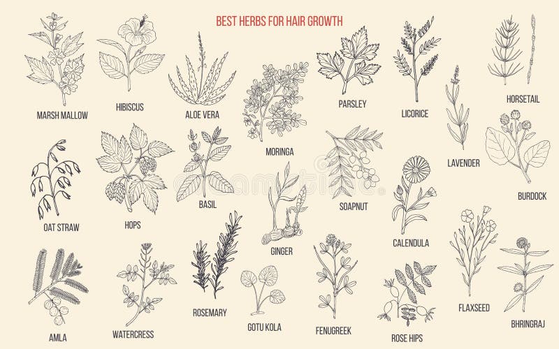 Best Medicinal Herbs for Hair Growth Stock Vector - Illustration of marsh,  flaxseed: 130970490