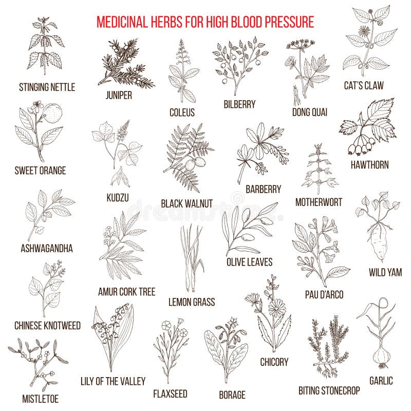 Best Medicinal Herbs for High Blood Pressure. Stock Vector