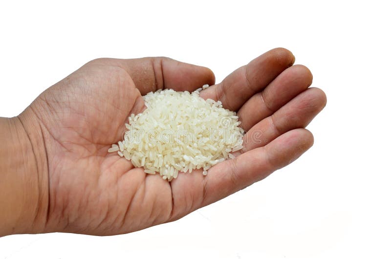 Best Quality Rice at Hand Isolated at White Baclground Stock Image