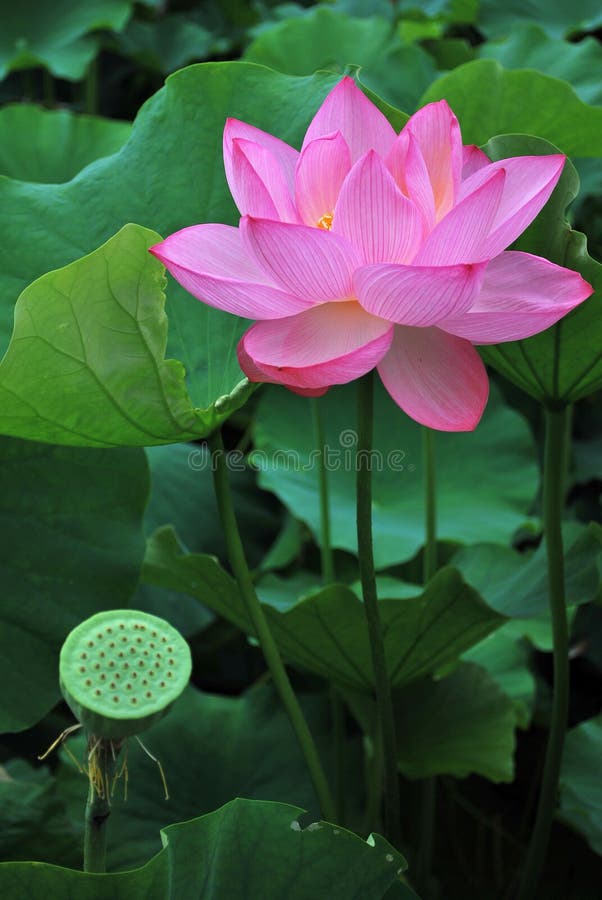 Lotus flower in full bloom and lotus cup in Nara, Japan, symbolizing existence and void. Lotus flower in full bloom and lotus cup in Nara, Japan, symbolizing existence and void.