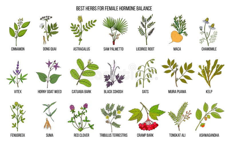 Beste kruiden voor vrouwelijk hormoonsaldo stock illustratie Beste kruiden voor vrouwelijk hormoonsaldo stock illustratie