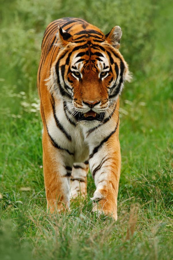 Bestia de la presa Amur o del tigre siberiano, altaica del Tigris del Panthera, caminando en la hierba