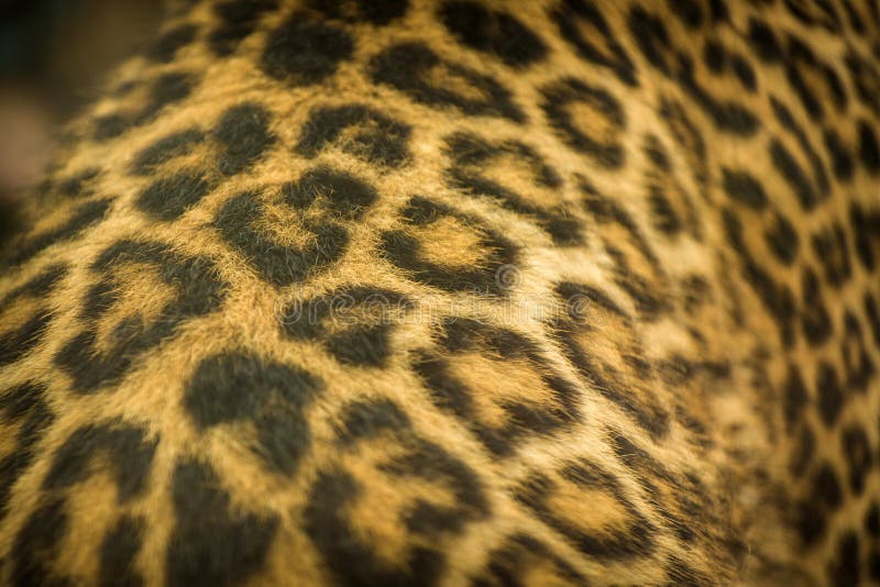 Bestia del leopardo
