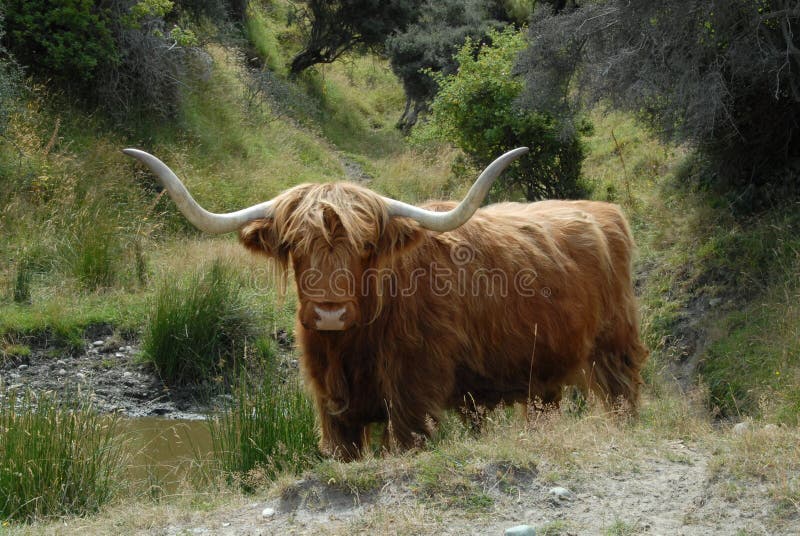 Bestia scozzese del bestiame dell'altopiano immagini stock Bestia scozzese del bestiame dell'altopiano immagini stock