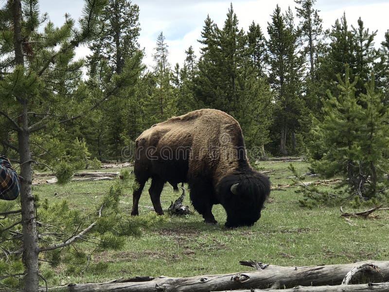 Bestia sin la belleza - bisonte