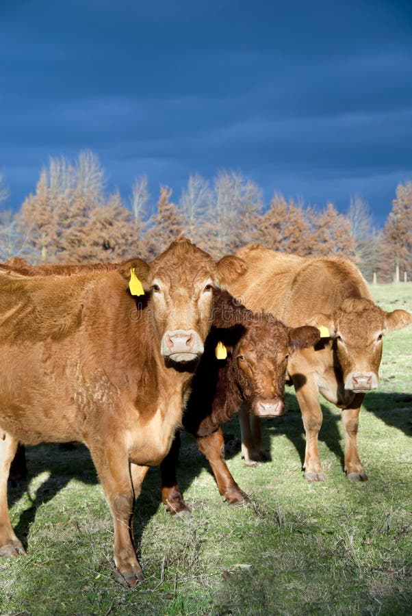 Bestiame del Limousin di inverno immagine stock Bestiame del Limousin di inverno immagine stock