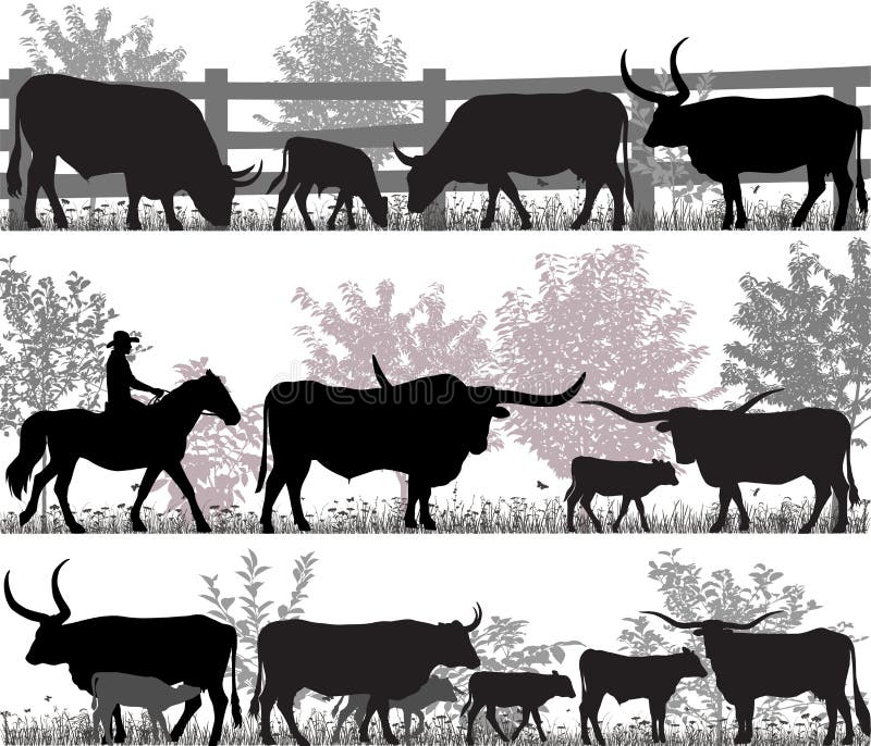 Bestiame della mucca texana del Texas