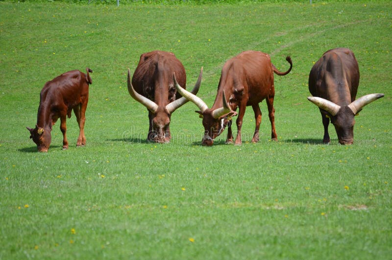Bestiame di Ankole Watusi dell'Africano fotografia stock libera da diritti Bestiame di Ankole Watusi dell'Africano fotografia stock libera da diritti