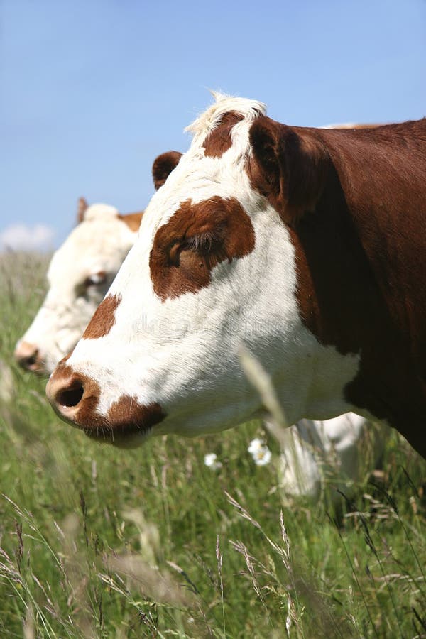 Bestiame di Hereford immagini stock Bestiame di Hereford immagini stock