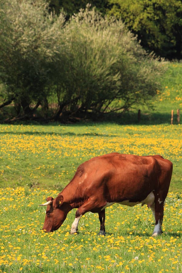 Bestiame di paesaggio e fiori olandesi della sorgente fotografia stock