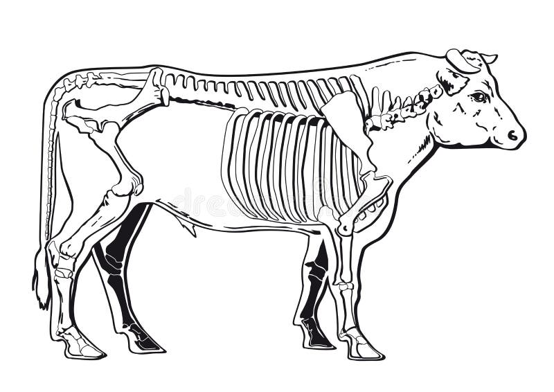 Bestiame di scheletro