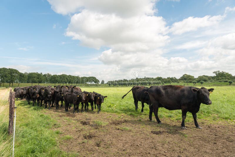 Bestiame nero di Angus in un prato olandese fotografia stock libera da diritti Bestiame nero di Angus in un prato olandese fotografia stock libera da diritti