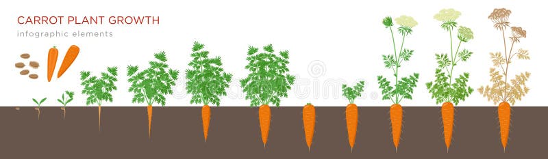 Beståndsdelar för etapper för morotväxttillväxt infographic Växande process av moroten från frö, grodd som mognar pålroten, liv stock illustrationer