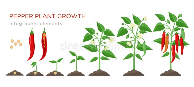 Beståndsdelar för etapper för tillväxt för växt för chilipeppar infographic i plan design Plantera process av chili från frö spir stock illustrationer