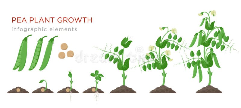Beståndsdelar för etapper för ärtaväxttillväxt infographic i plan design Plantera process av ärtor från frö spira till moget royaltyfri illustrationer