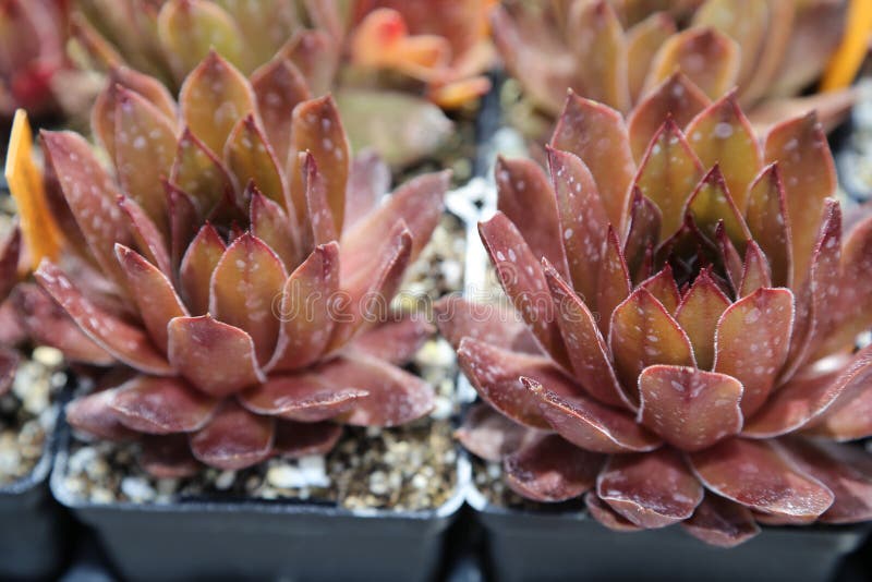 Besuchen Sie den Arizona-Sonora, der für trockene Wälder, Wüstengärten und botanische Museen berühmt ist lizenzfreies stockbild Besuchen Sie den Arizona-Sonora, der für trockene Wälder, Wüstengärten und botanische Museen berühmt ist lizenzfreies stockbild