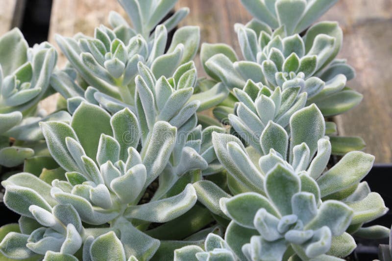Besuchen Sie den Arizona-Sonora, der für trockene Wälder, Wüstengärten und botanische Museen berühmt ist stockbild Besuchen Sie den Arizona-Sonora, der für trockene Wälder, Wüstengärten und botanische Museen berühmt ist stockbild