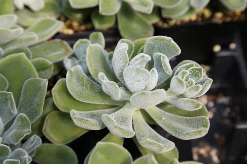 Besuchen Sie den Arizona-Sonora, der für trockene Wälder, Wüstengärten und botanische Museen berühmt ist stockfotos Besuchen Sie den Arizona-Sonora, der für trockene Wälder, Wüstengärten und botanische Museen berühmt ist stockfotos