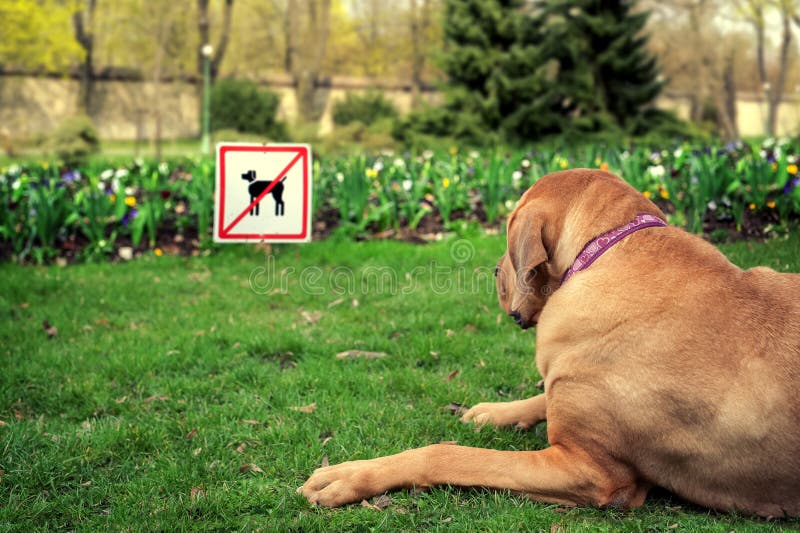 Besviken hund fotografering för bildbyråer Besviken hund fotografering för bildbyråer