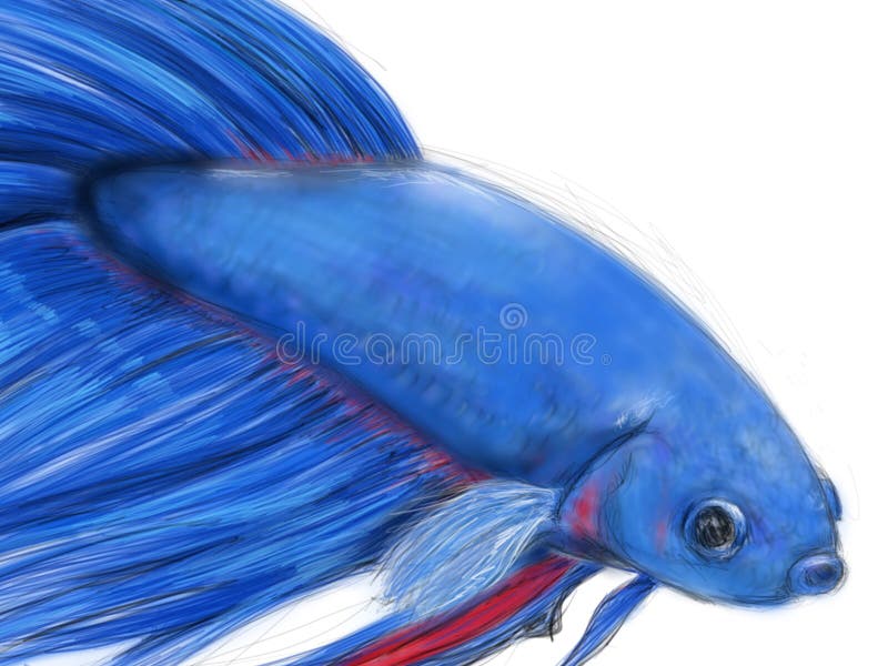 Blue beta fish drawn on a white background. Siam fighter. Blue beta fish drawn on a white background. Siam fighter