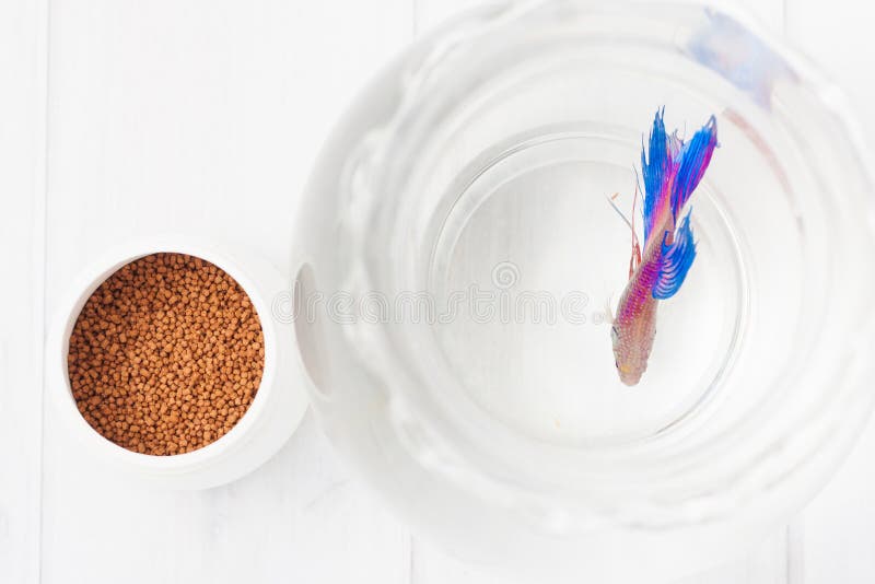 Beta fish food and the fish in a clear bowl royalty free stock photo Beta fish food and the fish in a clear bowl royalty free stock photo