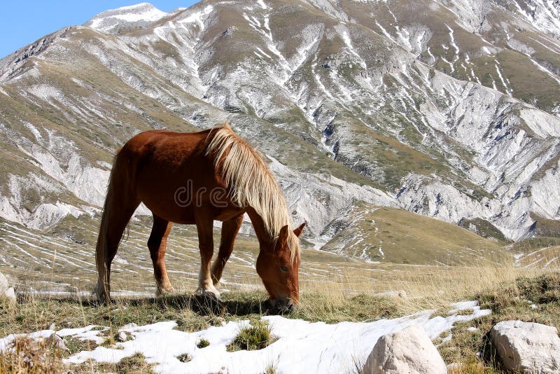 The mid- to lower slopes of the Italian Gran Sasso are grazed in spring, summer and autumn by herds of cattle and semi-wild horses. Gran Sasso d'Italia, a mountain located in the Abruzzo region of central Italy, forms the centrepiece of the Gran Sasso e Monti della Laga National Park which was established in 1993 and holds the highest mountains in continental Italy south of the Alps. The Gran Sasso is part of the Apennines, the mountain range that runs the entire length of the Italian Peninsula. The mid- to lower slopes of the Italian Gran Sasso are grazed in spring, summer and autumn by herds of cattle and semi-wild horses. Gran Sasso d'Italia, a mountain located in the Abruzzo region of central Italy, forms the centrepiece of the Gran Sasso e Monti della Laga National Park which was established in 1993 and holds the highest mountains in continental Italy south of the Alps. The Gran Sasso is part of the Apennines, the mountain range that runs the entire length of the Italian Peninsula.