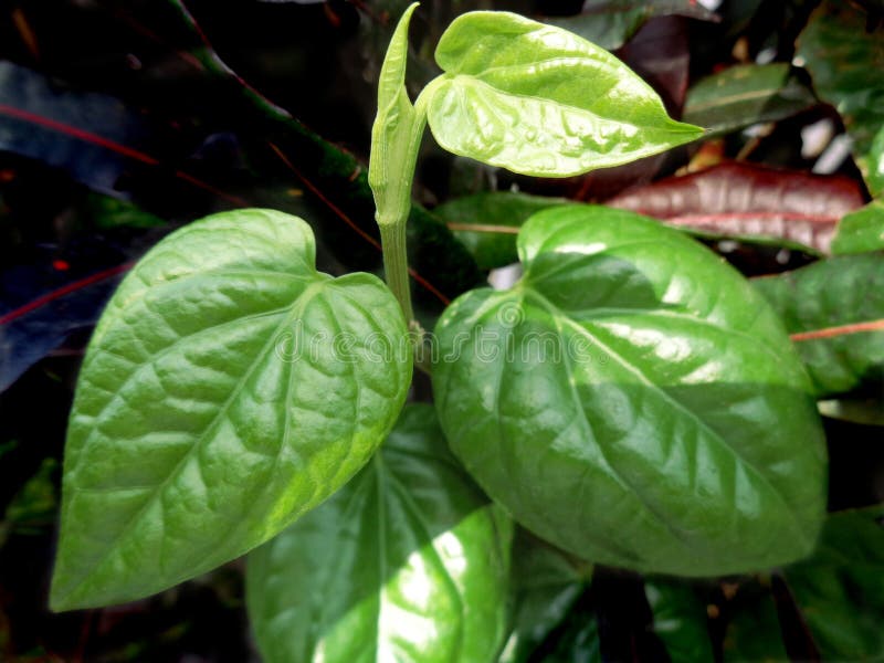 Betel leaf soft plant stock image. Image of nature, natural - 121491733