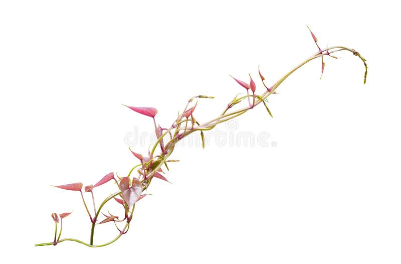 Betel Leaves As herbs In the village Has Isolated on white background.-background with copy space. For text - green plants and leaves royalty free stock photo Betel Leaves As herbs In the village Has Isolated on white background.-background with copy space. For text - green plants and leaves royalty free stock photo