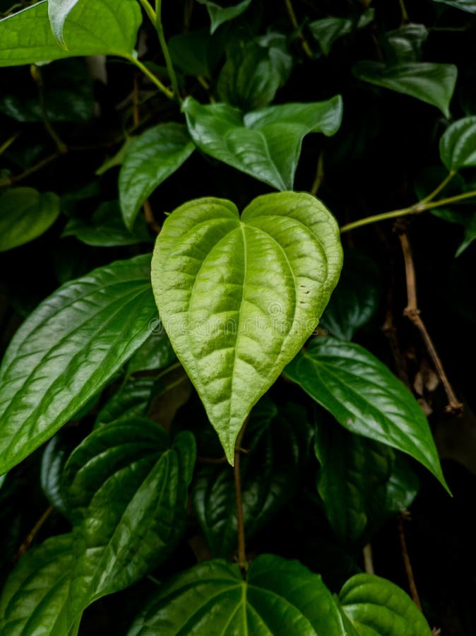 Betel Leaves Are Good For Health With Dark Cinematic Background Stock