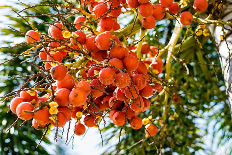 Betel nut palm royalty free stock photos Betel nut palm royalty free stock photos