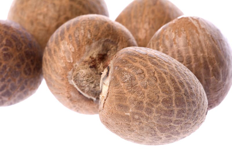 Betel - nuts Makro getrennt lizenzfreies stockfoto Betel - nuts Makro getrennt lizenzfreies stockfoto