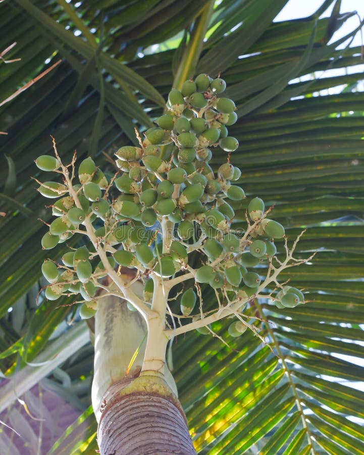 Betel palm royalty free stock photo