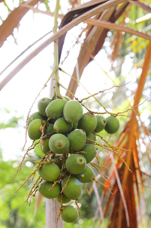 1,659 Betel Palm Nut Fruit Stock Photos Free & RoyaltyFree Stock