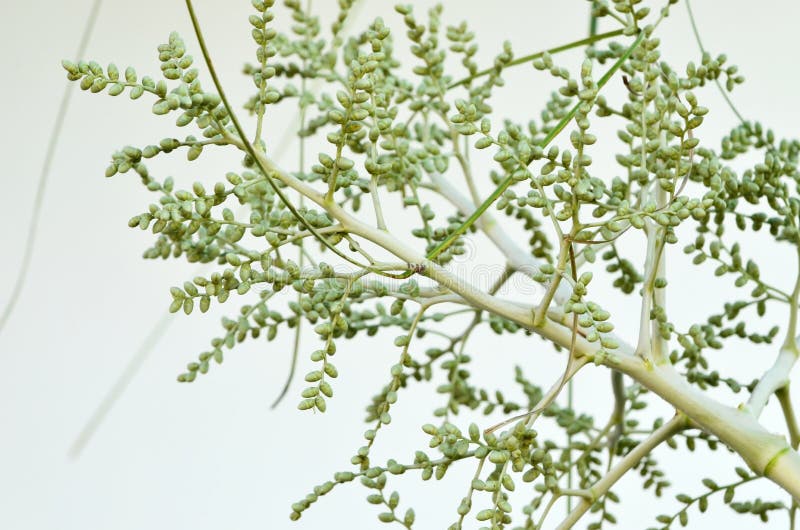Betelnoten palm, Yong nut blossom royalty-vrije stock fotografie Betelnoten palm, Yong nut blossom royalty-vrije stock fotografie