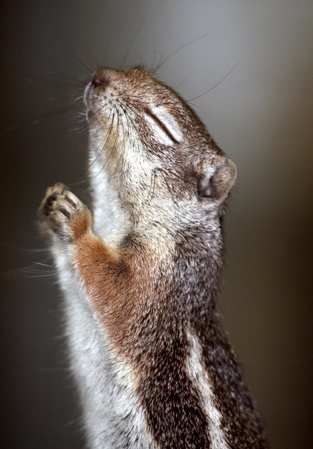 Betendes Eichhörnchen