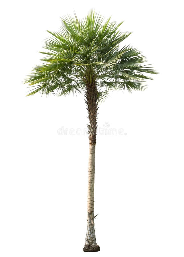 Betlu drzewko palmowe ciący out odizolowywającym