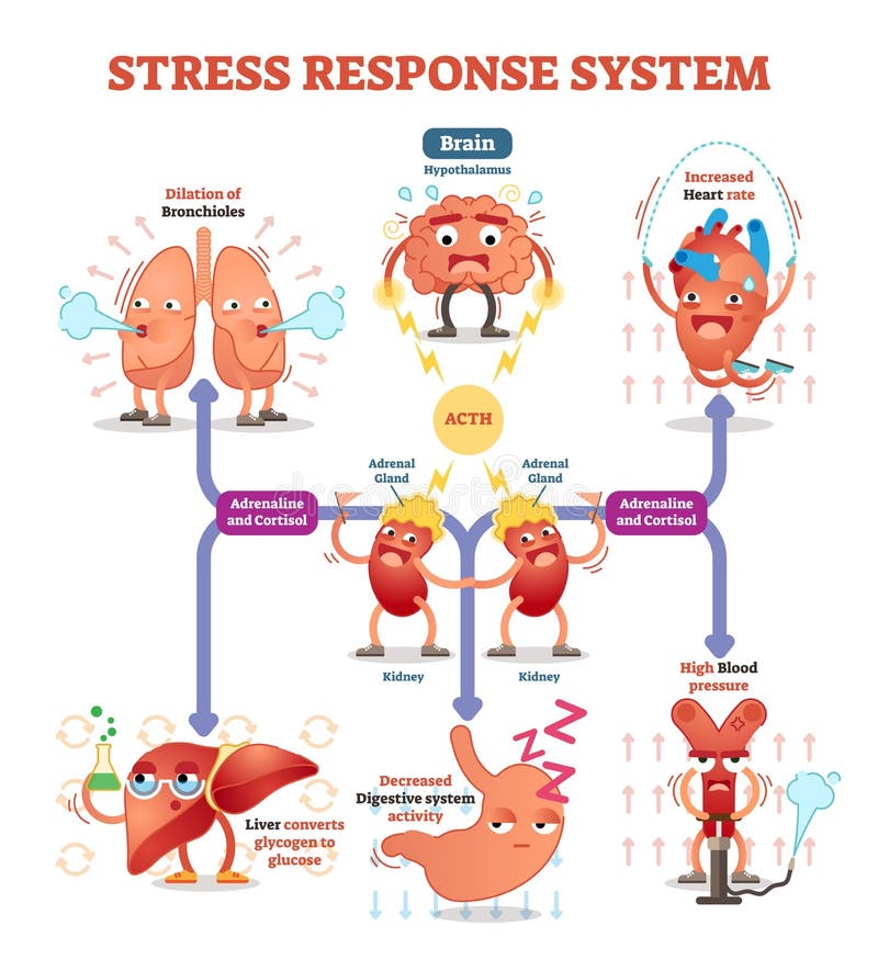 Stress response system vector illustration diagram, nerve impulses scheme. Educational medical information. Expressive cartoon characters. Stress response system vector illustration diagram, nerve impulses scheme. Educational medical information. Expressive cartoon characters.