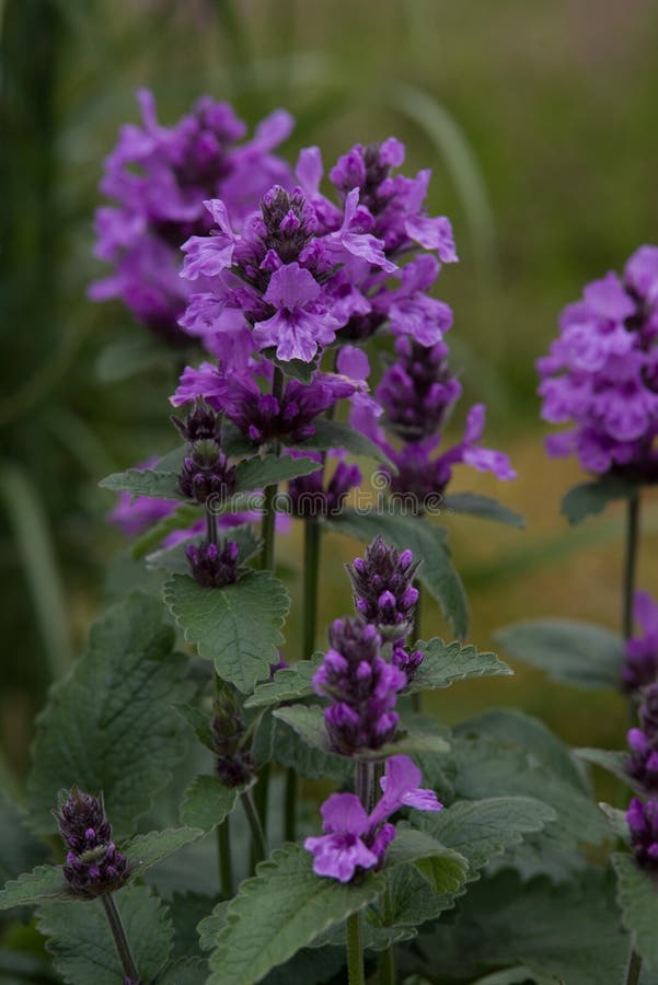 Betonica officinalis in summer Garden. Beautiful dried field flowers stock images, royalty-free photos and pictures