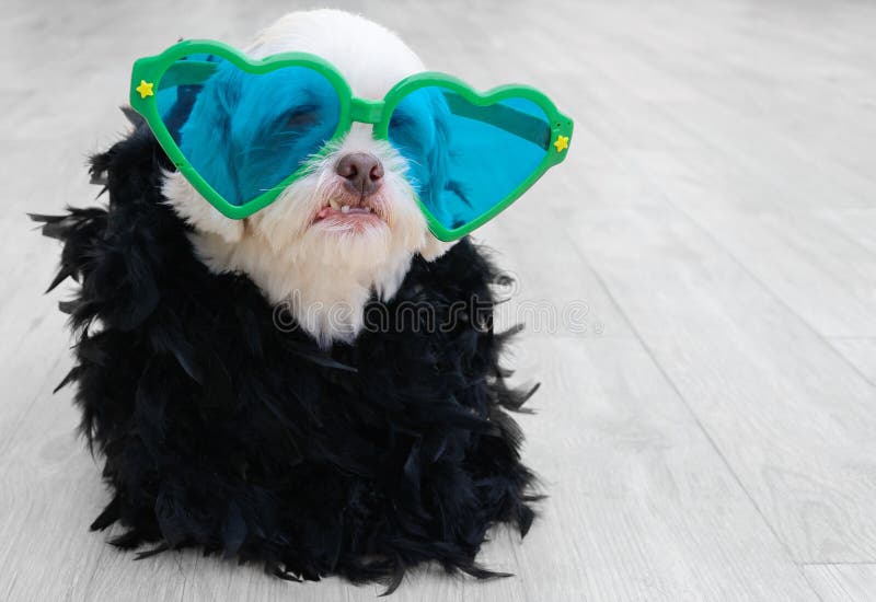 Betoverende hond die een manierkleding dragen stock fotografie Betoverende hond die een manierkleding dragen stock fotografie