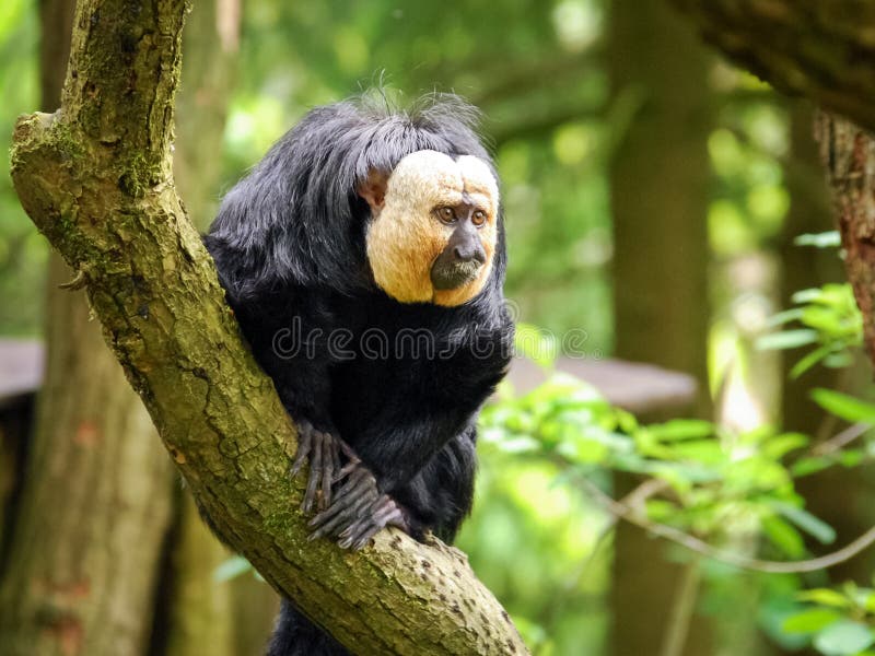 Betrachten eines weiß-gesichtigen saki Pithecia Pithecia lizenzfreies stockbild Betrachten eines weiß-gesichtigen saki Pithecia Pithecia lizenzfreies stockbild