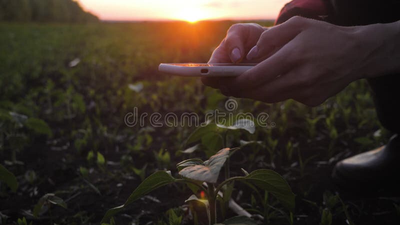 Betriebsinhaber, der eine Tablette auf einem Zuchtbetrieb verwendet. Intelligente Landwirtschafts- und Präzisionslandwirtschaft. S