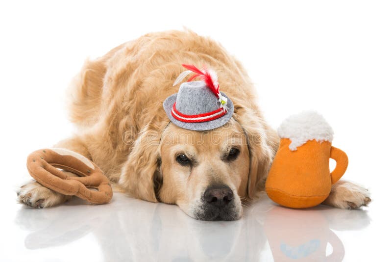 Betrunkener Hund mit Bier stockbild. Bild von getrennt 25092873