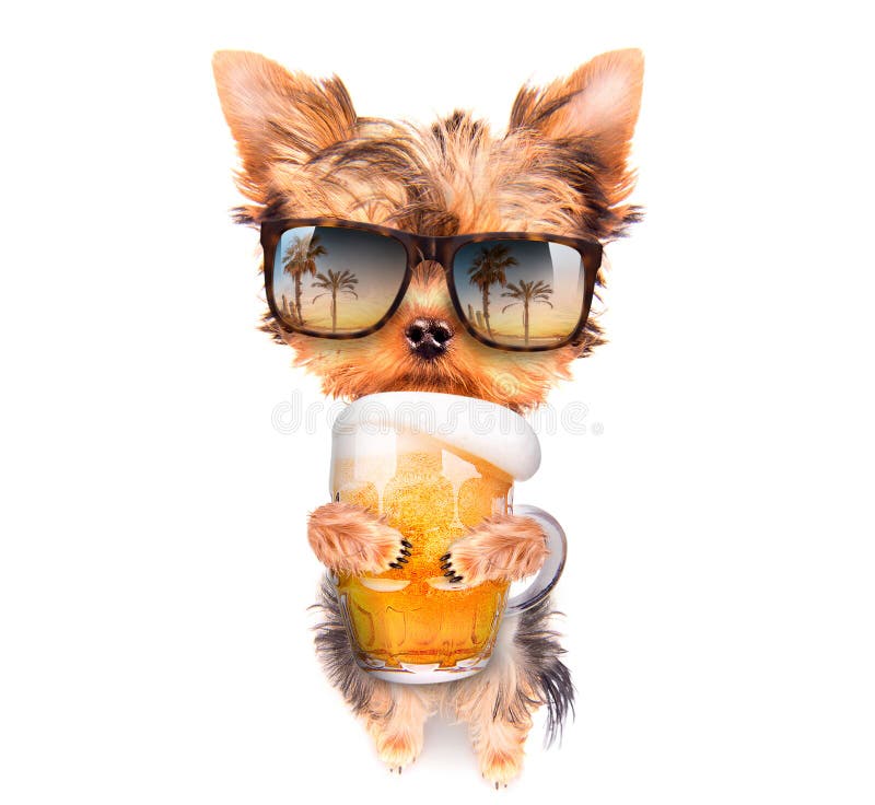 Betrunkener Hund mit Bier stockbild. Bild von getrennt 25092873