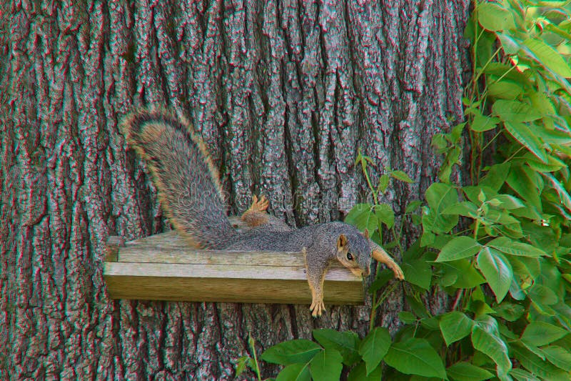 Betsy the Squirrel Chilaxin Stock Photo - Image of photoshoot, animal ...