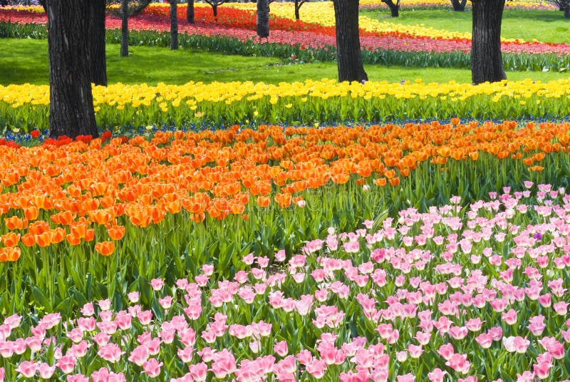 Bed of Multicolored tulips blooming. Bed of Multicolored tulips blooming.