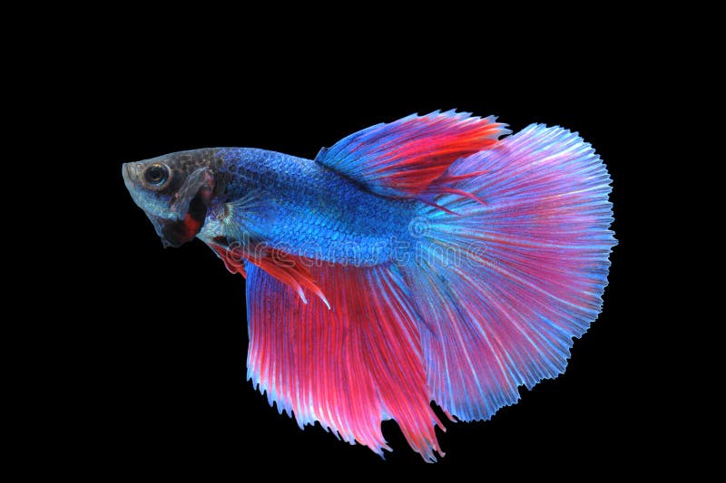 Betta-Fische (Halbmond) oder Siamesischer Kampffisch lizenzfreies stockfoto Betta-Fische (Halbmond) oder Siamesischer Kampffisch lizenzfreies stockfoto