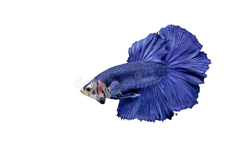 Betta Fish, Betta splendens ,Siamese fighting fish on White background