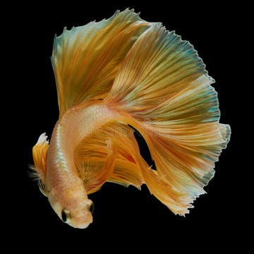 24,530 Betta Fish Stock Photos - Free & Royalty-Free Stock Photos from ...